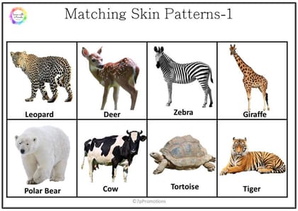 Animal Skin Pattern Worksheet (Box)