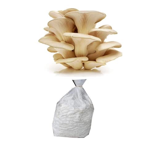 ShroomTek' All-In-One Mushroom Grow Bag - Happy Hydro