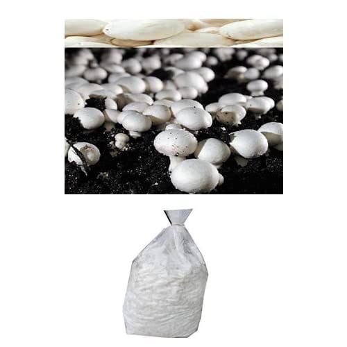 White Button Mushroom Spawn -Seed (Agaricus bisporus) 200 gm