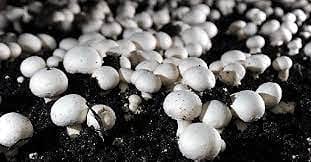 Mushroom Garden Casing Compost Soil || for Plants & Mushrooms