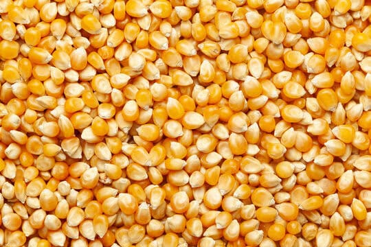 MAIZE CORN