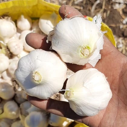 NBH Farms Fresh Garlic Bulb Desi Lahsun 10kg