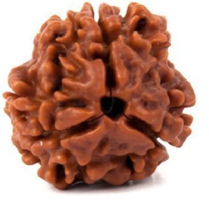 ShivTantra Guaranteed Original 3 Mukhi Rudraksha Bead