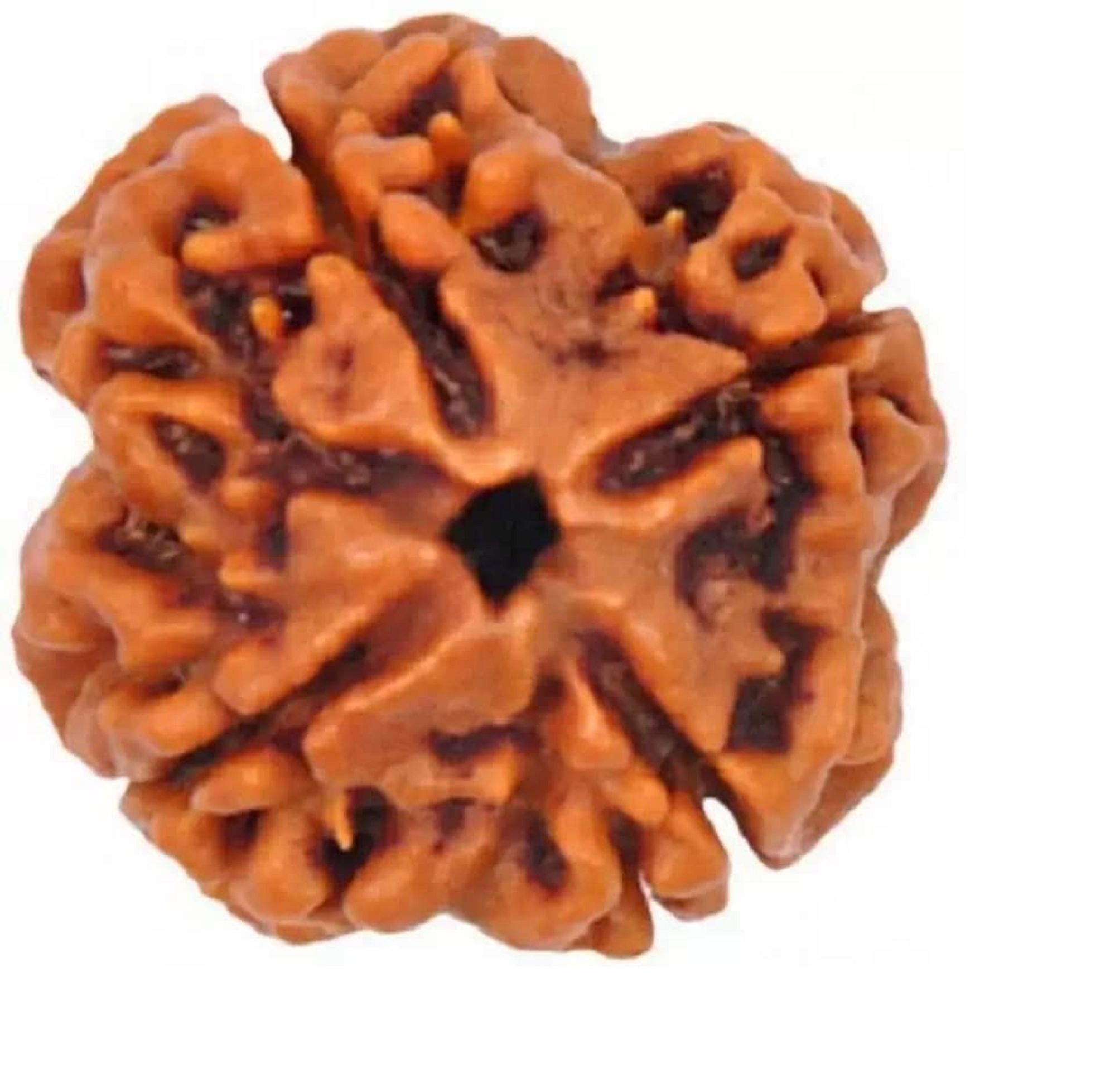 ShivTantra Original 4 Mukhi Rudraksha Beads