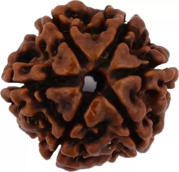 ShivTantra Original 6 Mukhi Rudraksha Beads