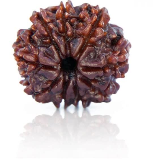 ShivTantra 8 Mukhi Rudraksha Natural Bead & Certified