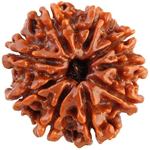 ShivTantra 9 Mukhi Rudraksha Natural Bead & Certified