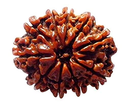 ShivTantra 10 Mukhi Rudraksha Original Bead Certified