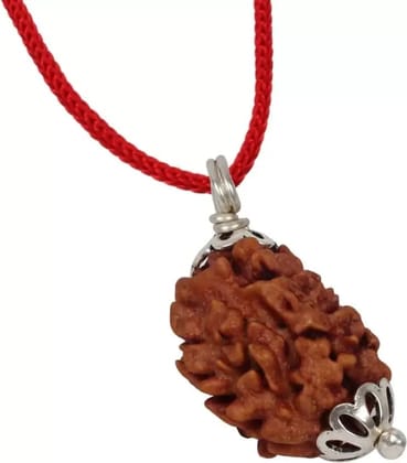 ShivTantra 3 Mukhi Rudraksha Pendants Natural Quality Beads Original Certified