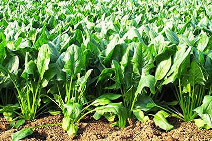 NearNature Desi Organic Spinach Palak 4000 Quantity Leafy Vegetable Seeds for Gardening