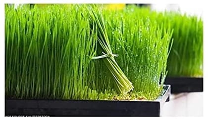 NearNature Organic Desi Wheat Grass Seeds for planting/Gardening -200 gram