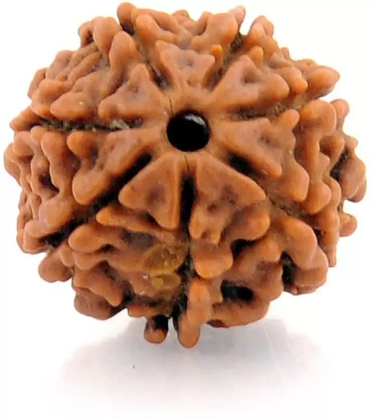 ShivTantra Gauranteed Original  7 Mukhi Rudraksha Bead