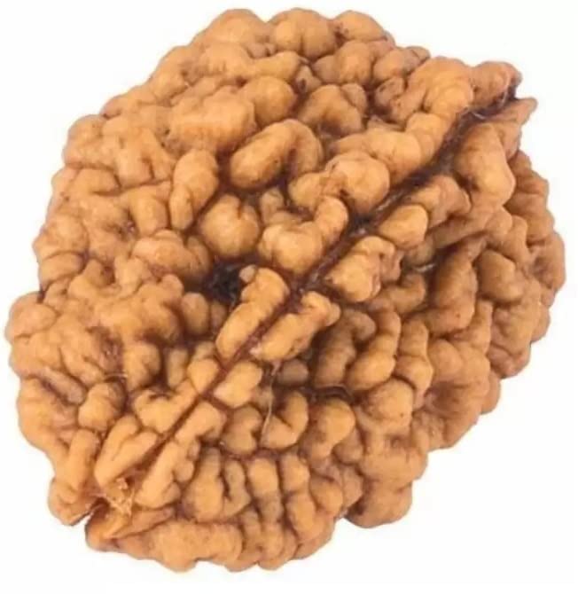 ShivTantra Original 2 Mukhi Rudraksha Beads