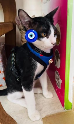 Cat Harness Escape-Proof with Nylon Lease Size :Small (Cat Neck Size 24 cm circumferences) Please Check Size Before Buying