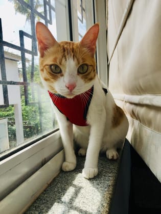 Birds' Park Cat Body Vest Harness Escape-Proof with Nylon Lease (Size Medium, Neck Size :32 Circumference & 15 cm Length), Please Check Size Before Buying