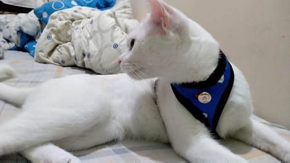Cat Vest Body Harness Escape Proof 1 pcs with Long Nylon Lease Size : Large (Cat Neck Size 32-33 cm Neck circumferences) - Please Check Size Before Buying
