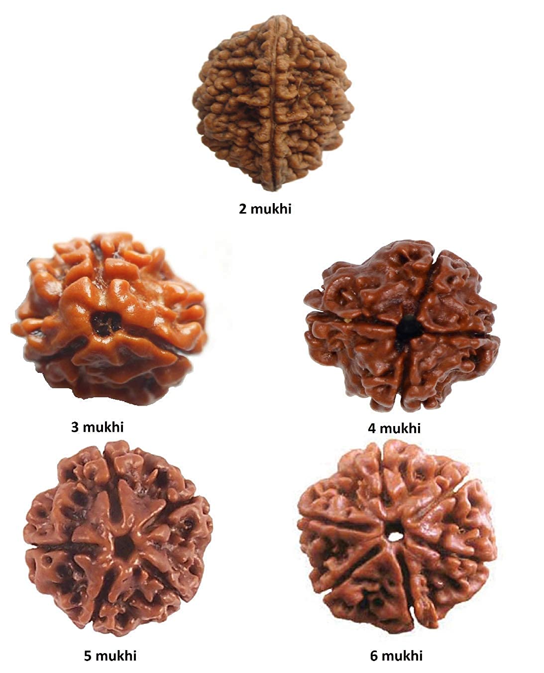 ShivTantra Combo of 2 Mukhi to 6 Mukhi Rudraksha Beads