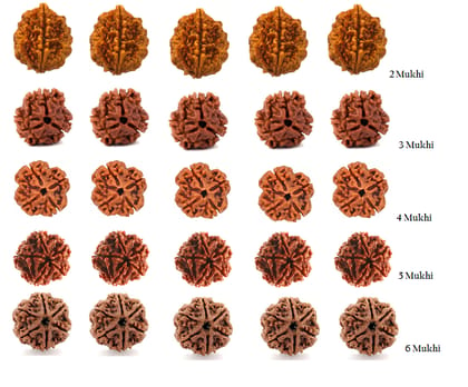 ShivTantra Combo 2,3,4,5,6 Mukhi Rudraksha Bead 5 Pieces Each 25 Pieces lot