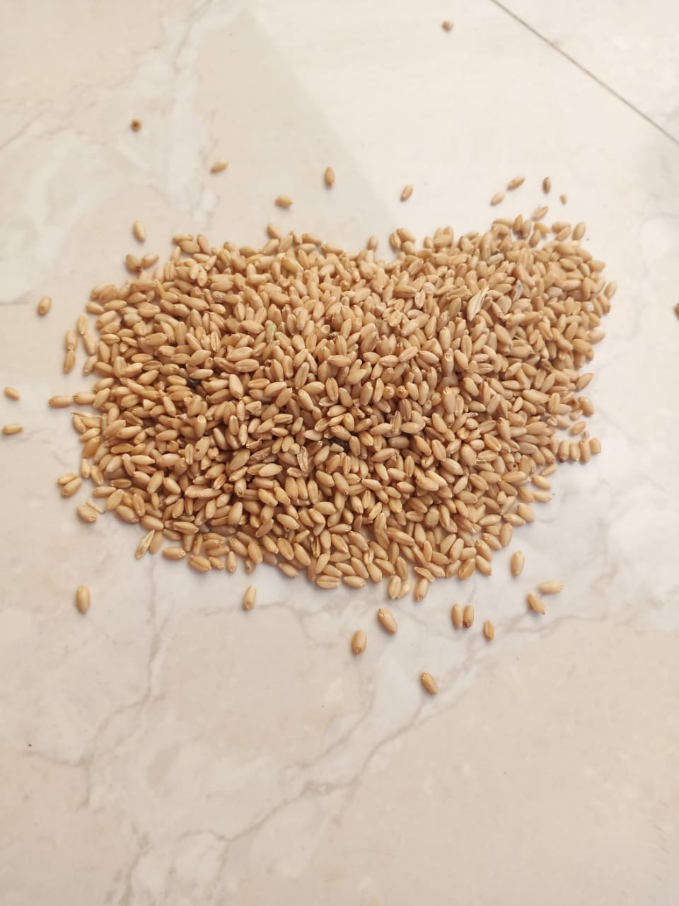 Wheat Grains