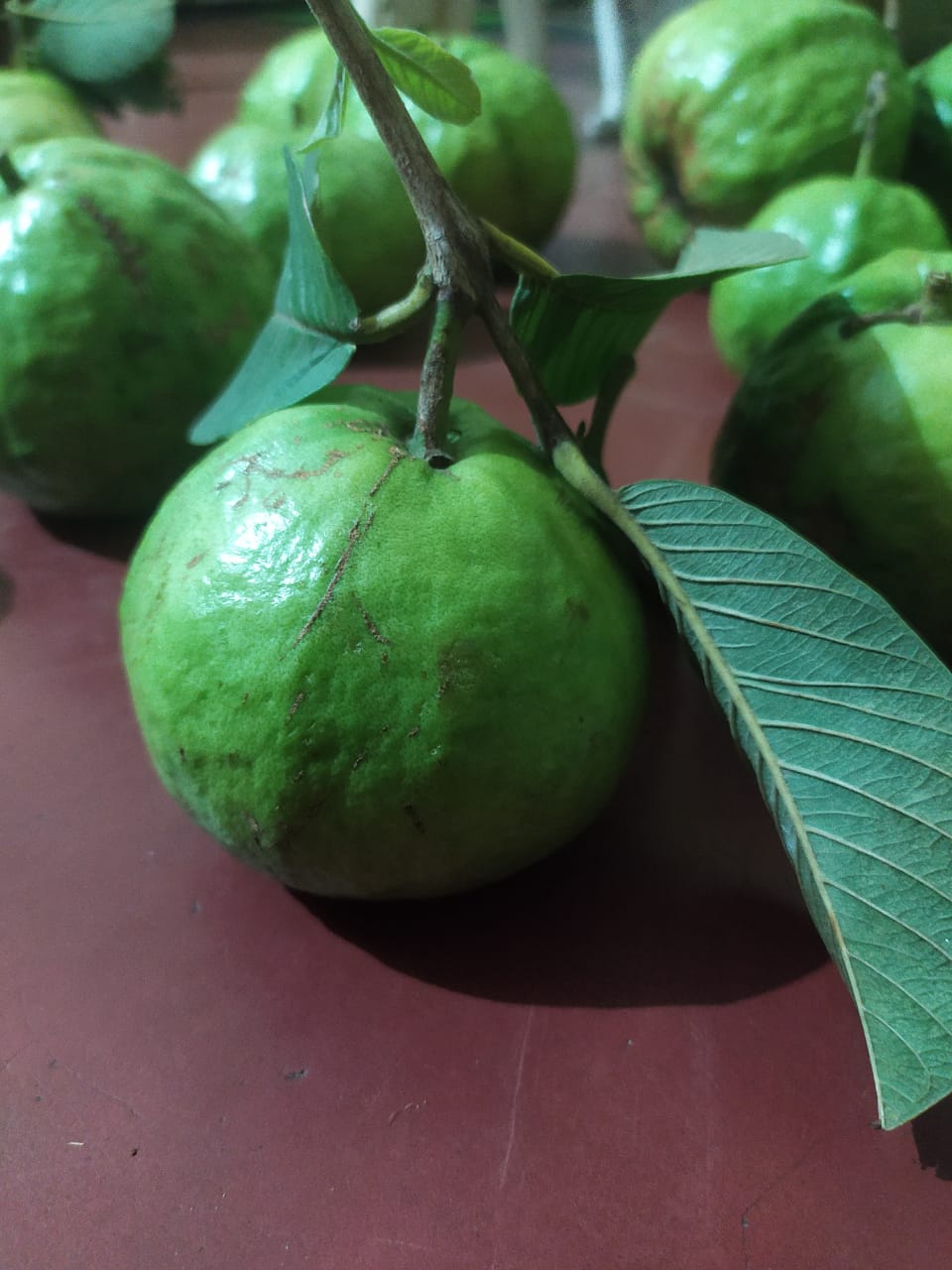 Guava