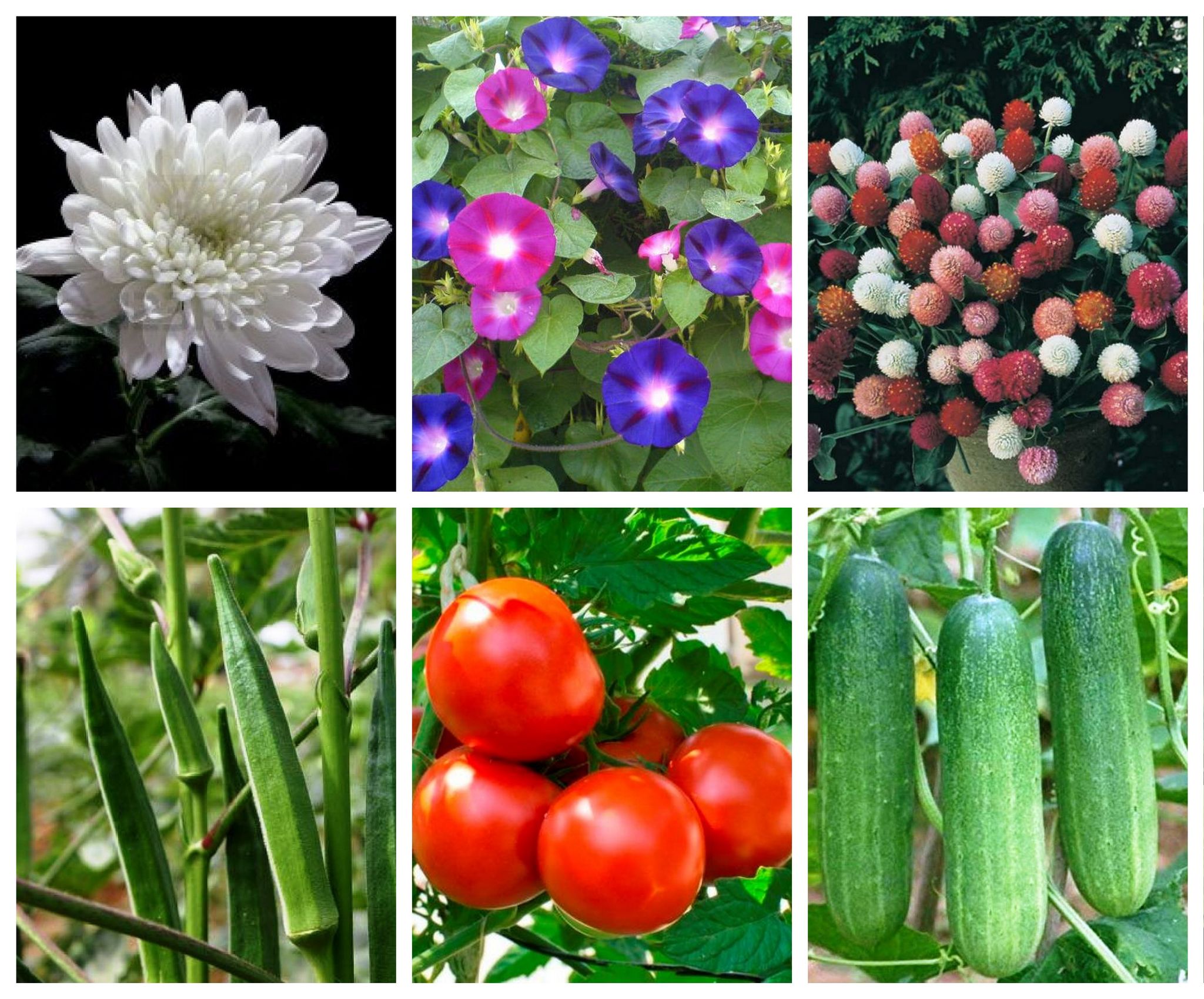 SimXotic Seeds Combo – Chrysanthemum|Ipomea Flowers|Gompherena|Okra Bhindi|Tomato|Cucumber (F9.3)