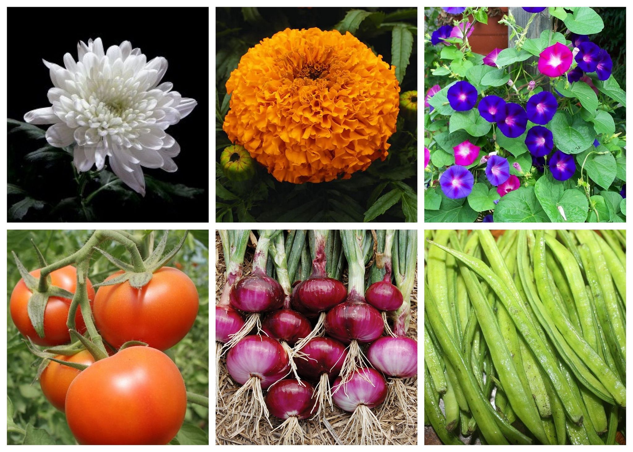 SimXotic Combo of Seeds – Chrysanthemum|Marigold|Morning Glory|Tomato|Onion Red|Cluster Beans F9.4