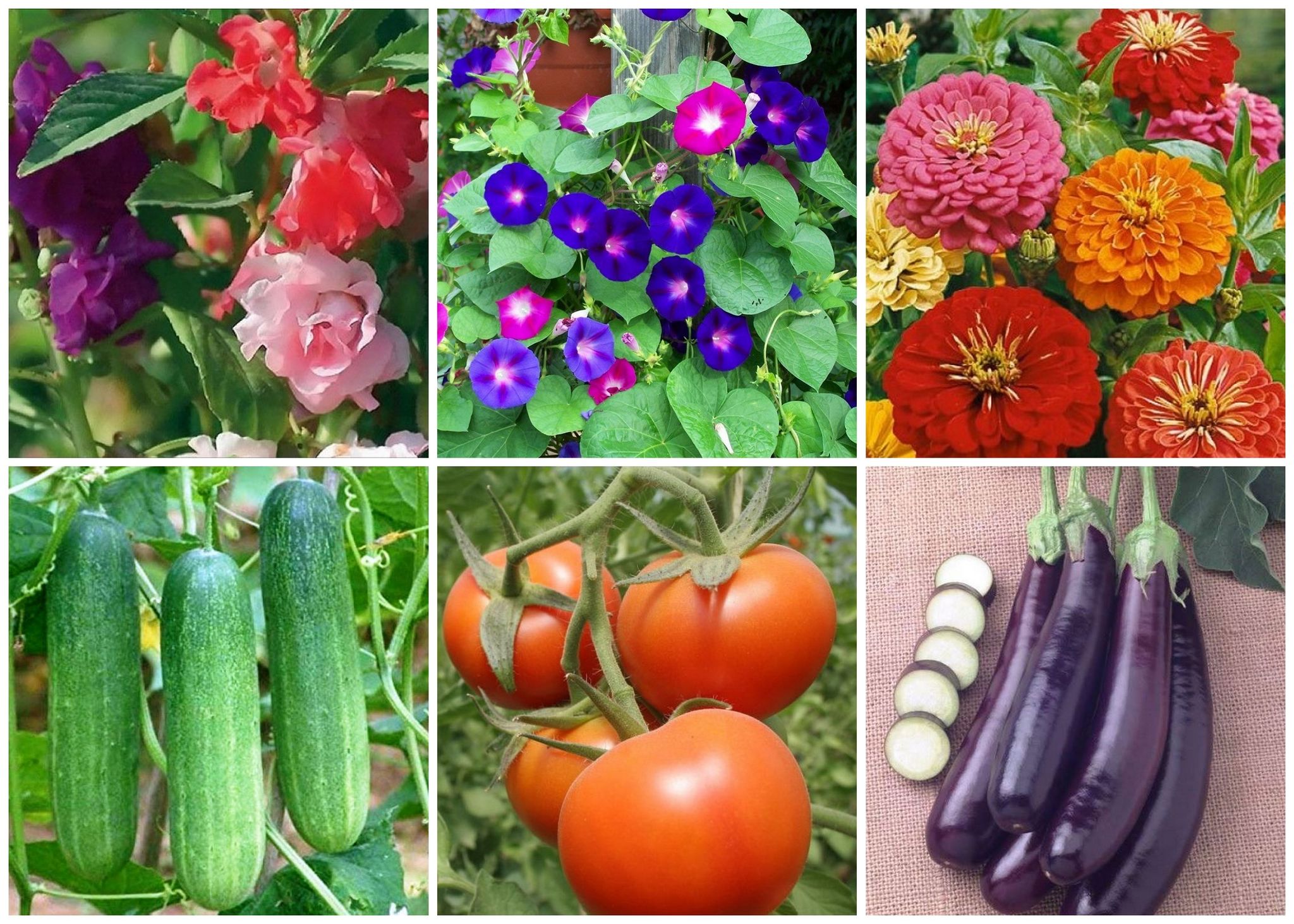 SimXotic Combo of Seeds – Balsam , Morning Glory, Zinnia Flowers, Cucumber, Tomato, Brinjal (F9.5)