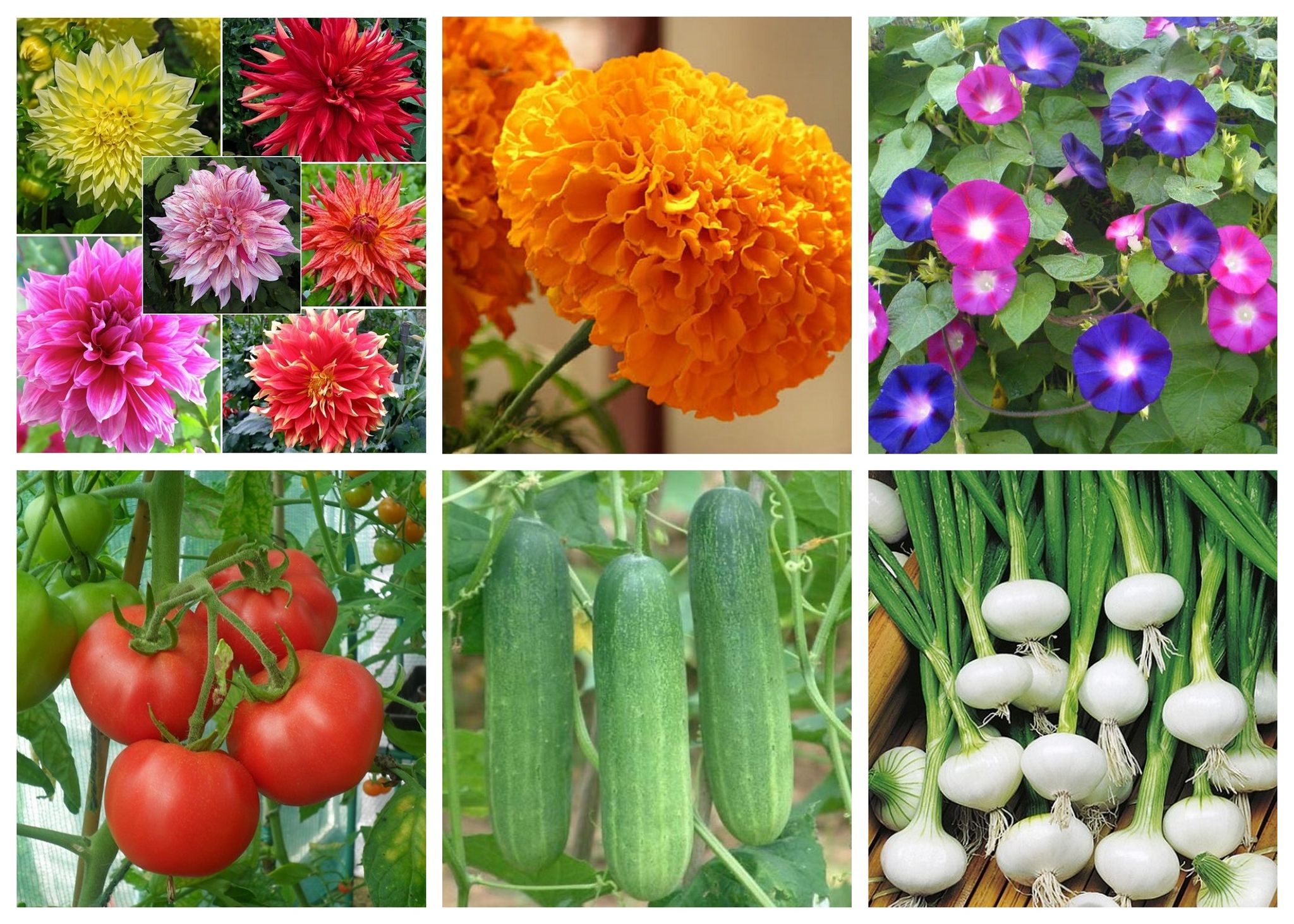 SimXotic Seeds Combo - Dahlia|Marigold|Morning Glory Ipomea|Tomato|Cucumber|White Onion Seeds F9.6