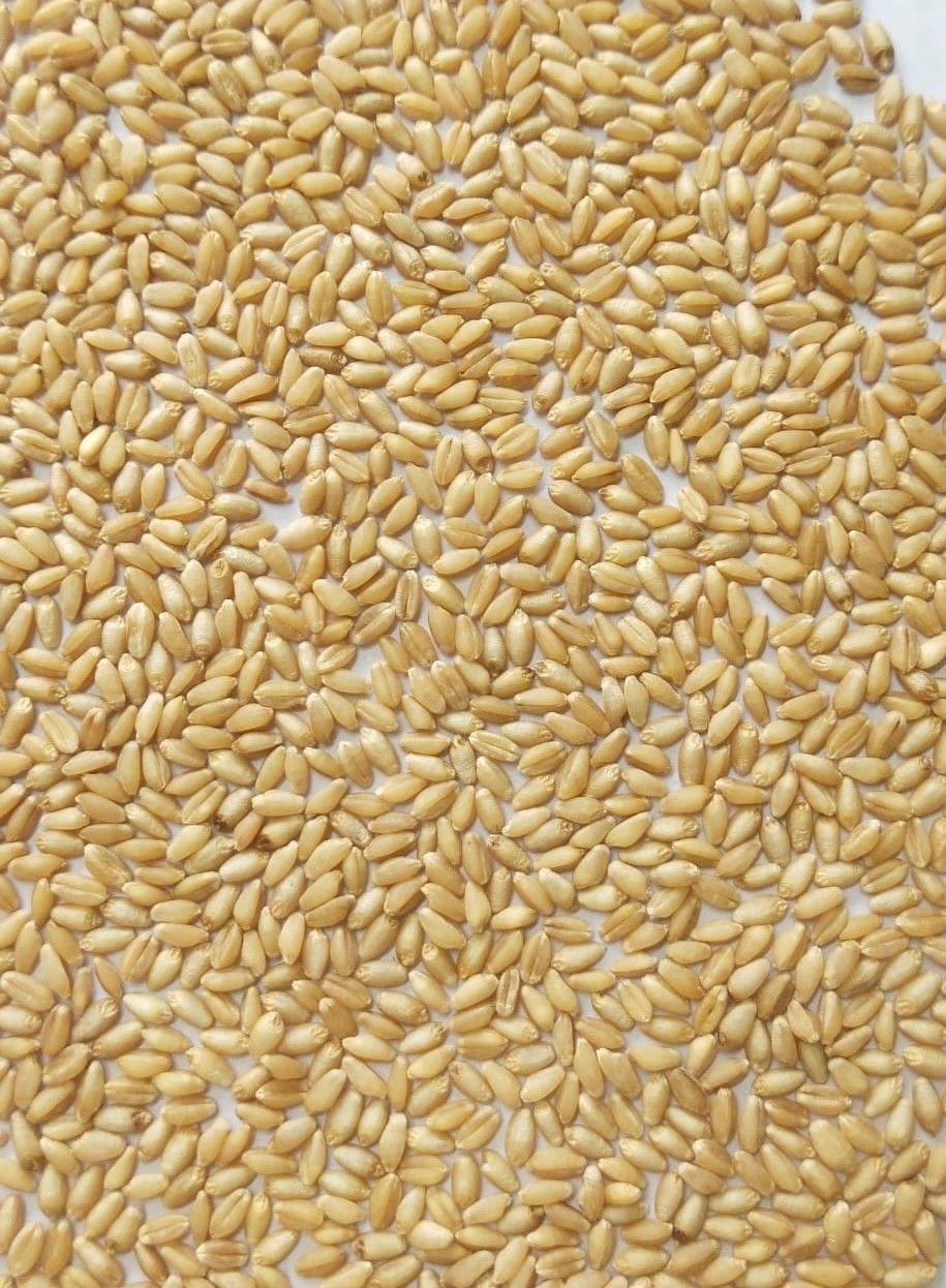 SHARBATI WHEAT