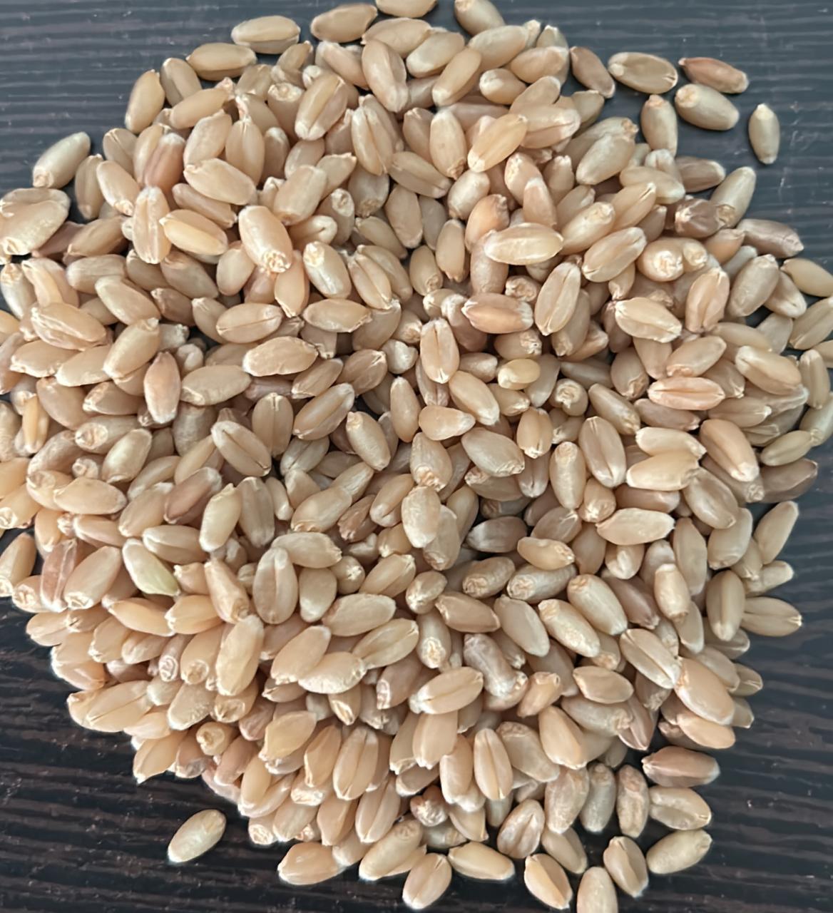 Wheat Grains