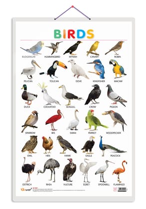 Birds Early Learning Educational Chart for Kids | 20"X30" inch |Non-Tearable and Waterproof | Double Sided Laminated | Perfect for Homeschooling, Kindergarten and Nursery Students