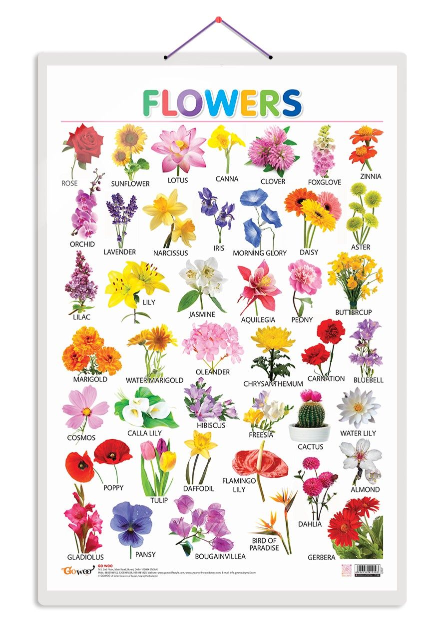 Flowers Early Learning Educational Chart for Kids | 20"X30" inch |Non-Tearable and Waterproof | Double Sided Laminated | Perfect for Homeschooling, Kindergarten and Nursery Students