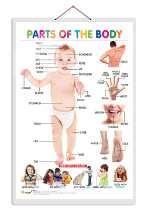 Parts of the Body Early Learning Educational Chart for Kids | 20"X30" inch |Non-Tearable and Waterproof | Double Sided Laminated | Perfect for Homeschooling, Kindergarten and Nursery Students