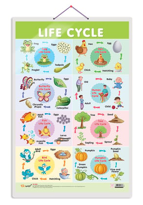 Life Cycle Early Learning Educational Chart for Kids | 20"X30" inch |Non-Tearable and Waterproof | Double Sided Laminated | Perfect for Homeschooling, Kindergarten and Nursery Students