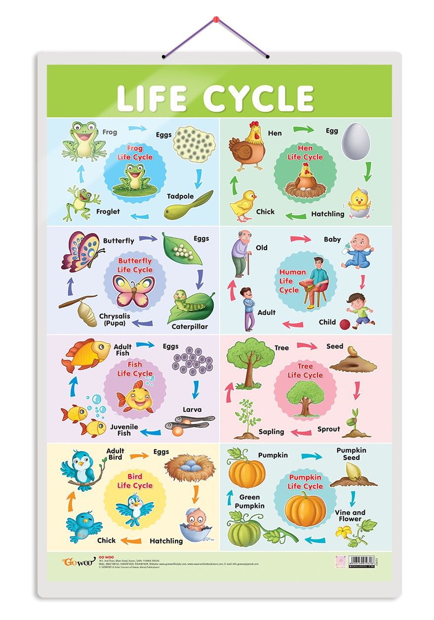 Life Cycle Early Learning Educational Chart for Kids | 20"X30" inch |Non-Tearable and Waterproof | Double Sided Laminated | Perfect for Homeschooling, Kindergarten and Nursery Students