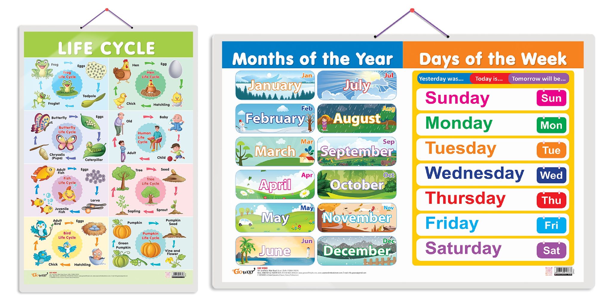 Set of 2 Life Cycle and MONTHS OF THE YEAR AND DAYS OF THE WEEK Early Learning Educational Charts for Kids | 20"X30" inch |Non-Tearable and Waterproof | Double Sided Laminated | Perfect for Homeschooling, Kindergarten and Nursery Students