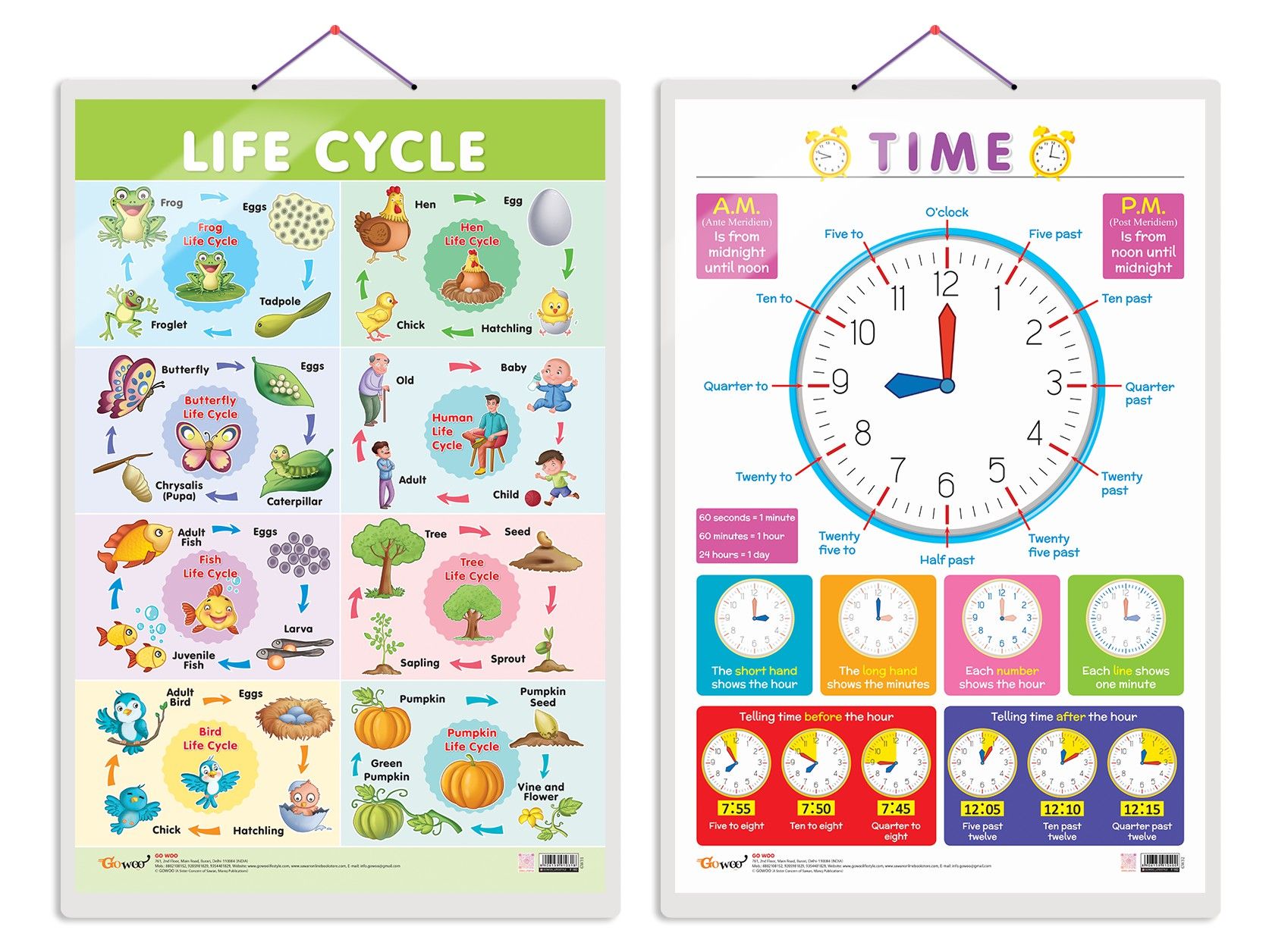 Set of 2 Life Cycle and TIME Early Learning Educational Charts for Kids | 20"X30" inch |Non-Tearable and Waterproof | Double Sided Laminated | Perfect for Homeschooling, Kindergarten and Nursery Students