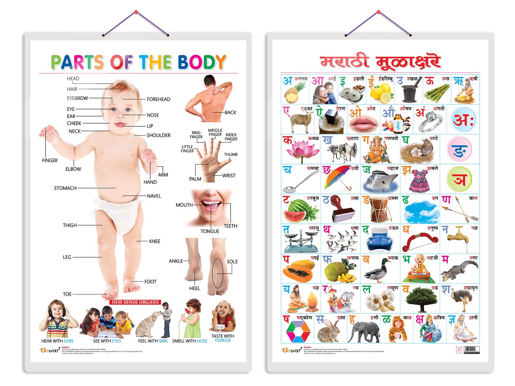 Parts of the Body Chart