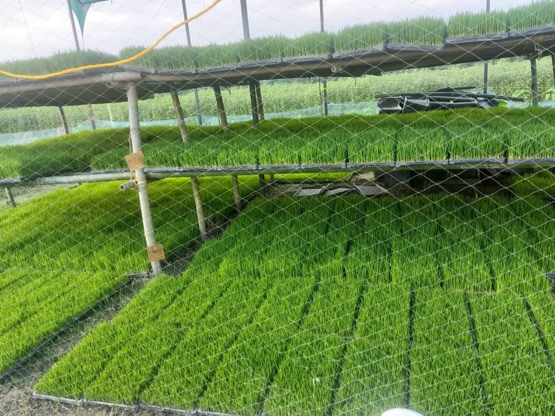 Plastic Paddy Seedling Tray for Agriculture Farming