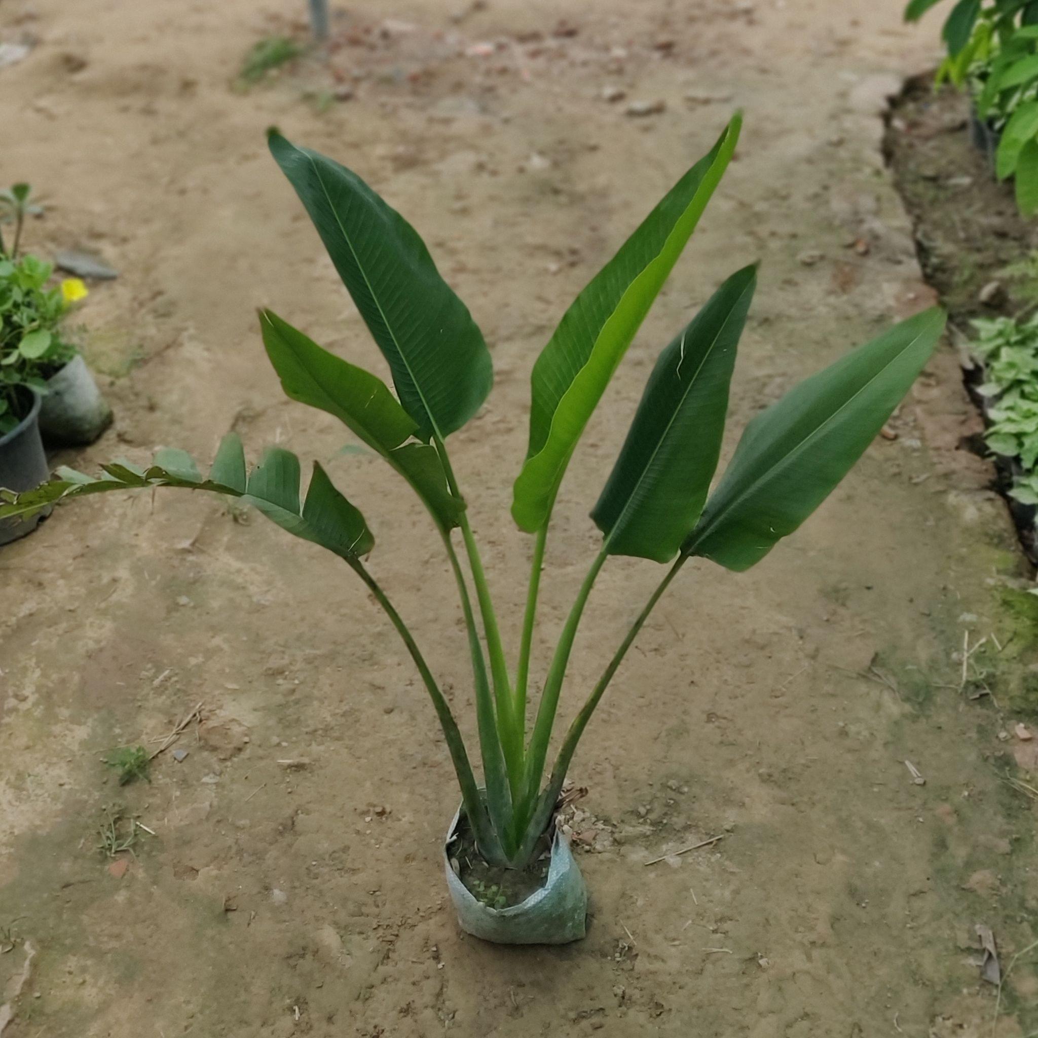 Traveller Palm in 8 Inch Nursery Bag