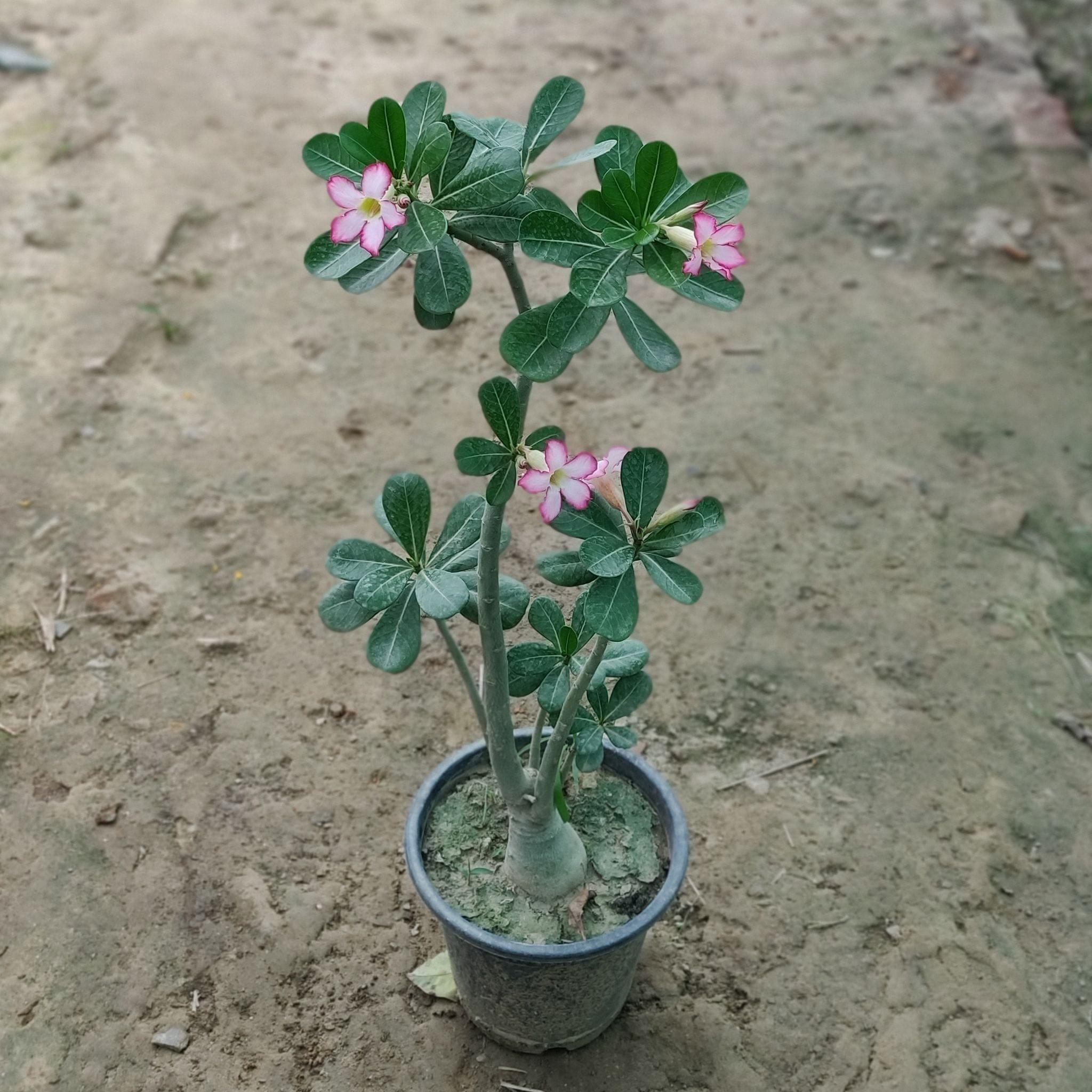 Adenium Pink (~2 Ft.) in 8 Inch Plastic Pot