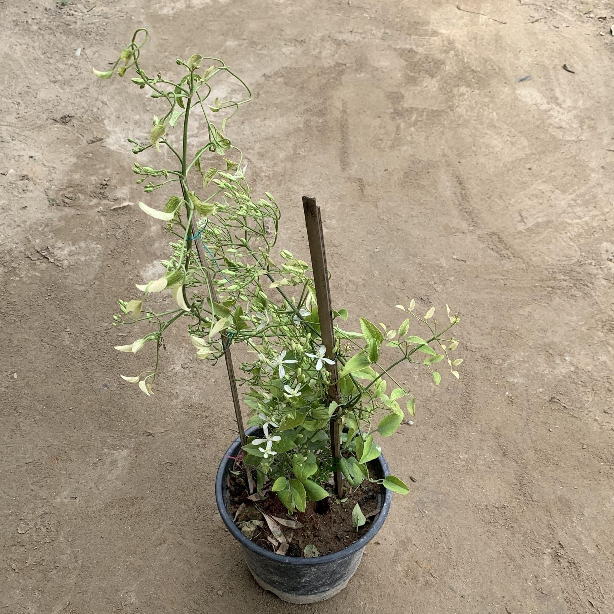 Clematis Vine (any colour) in 8 Inch Plastic Pot