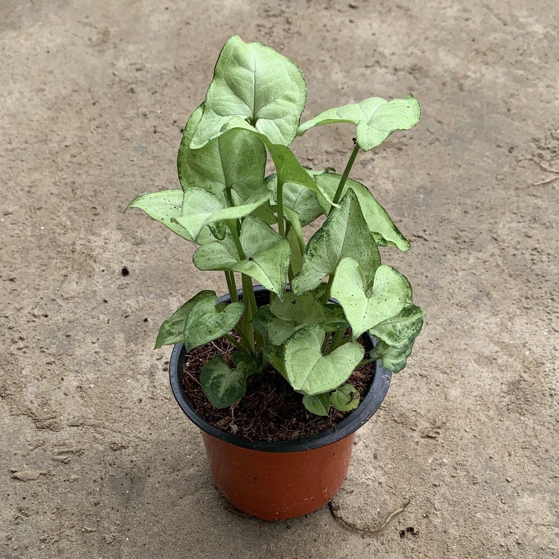 White Syngonium in 4 Inch Plastic Pot