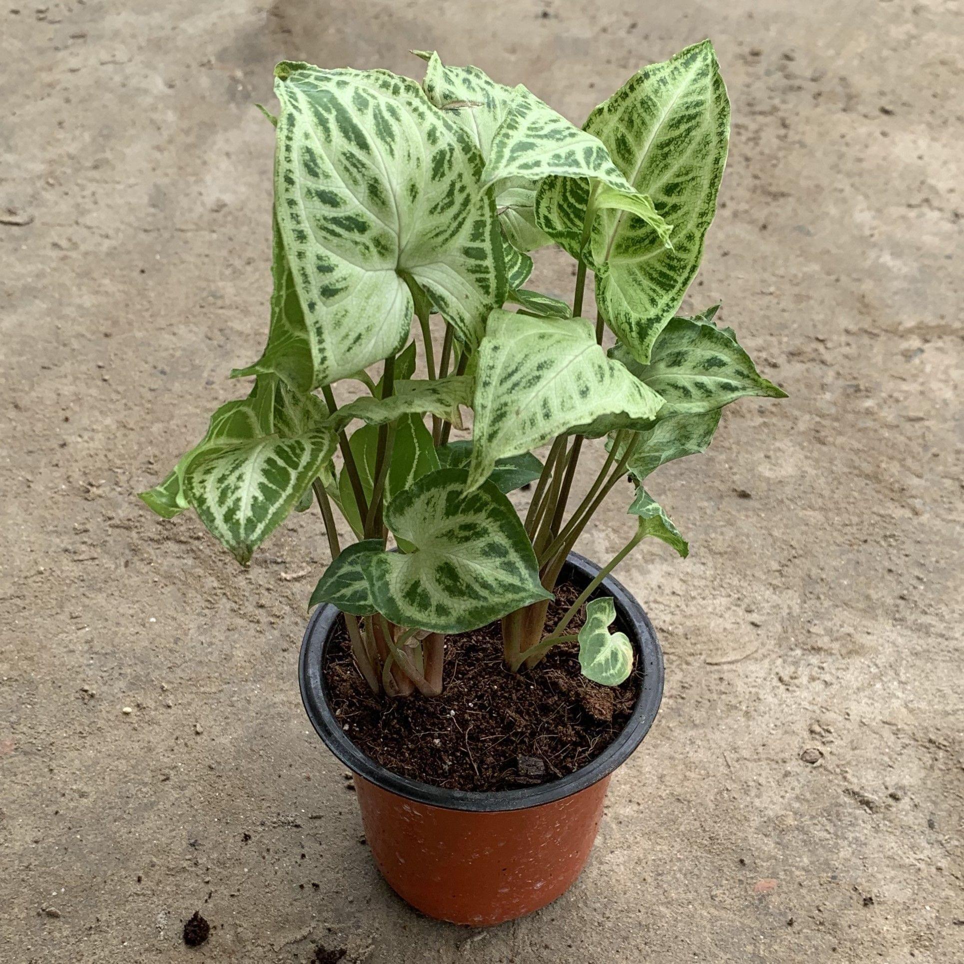 Syngonium Light Green in 4 Inch Plastic Pot