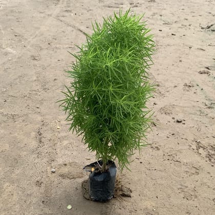 Set of 2 Kochia Plant in 4 Inch Nursery Bags