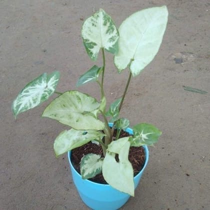 Syngonium White in 4 Inch Blue Plastic Pot