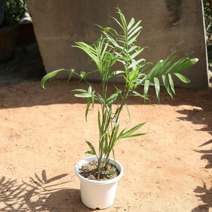 Bamboo Palm in 10 Inch White Nursery Pot