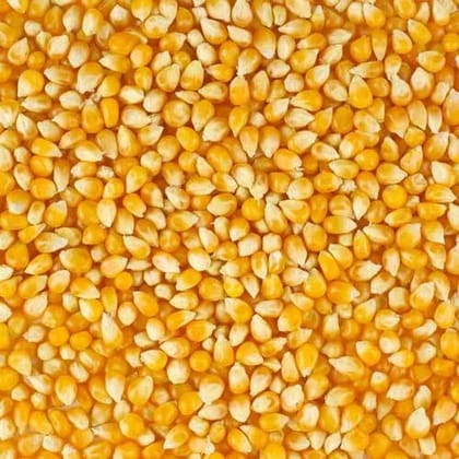 MAIZE