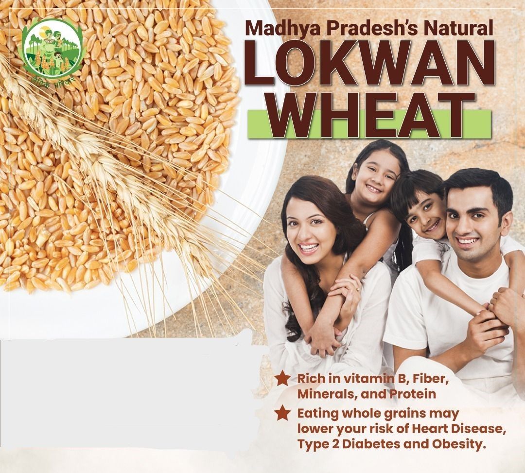 SATPUDA SATVIK LOKVAN WHEAT