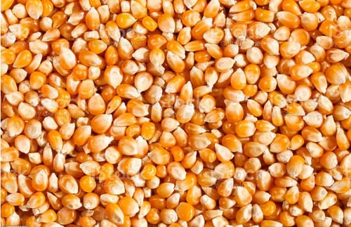 maize- loose corn